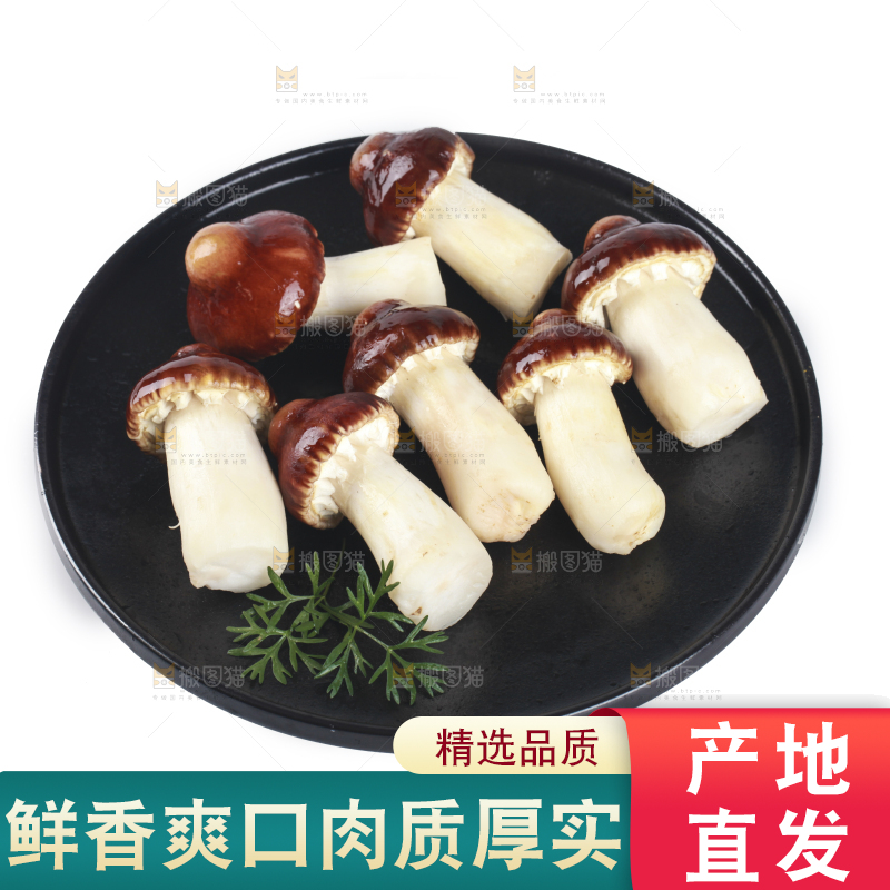 一盘松茸菇摆放在白底上