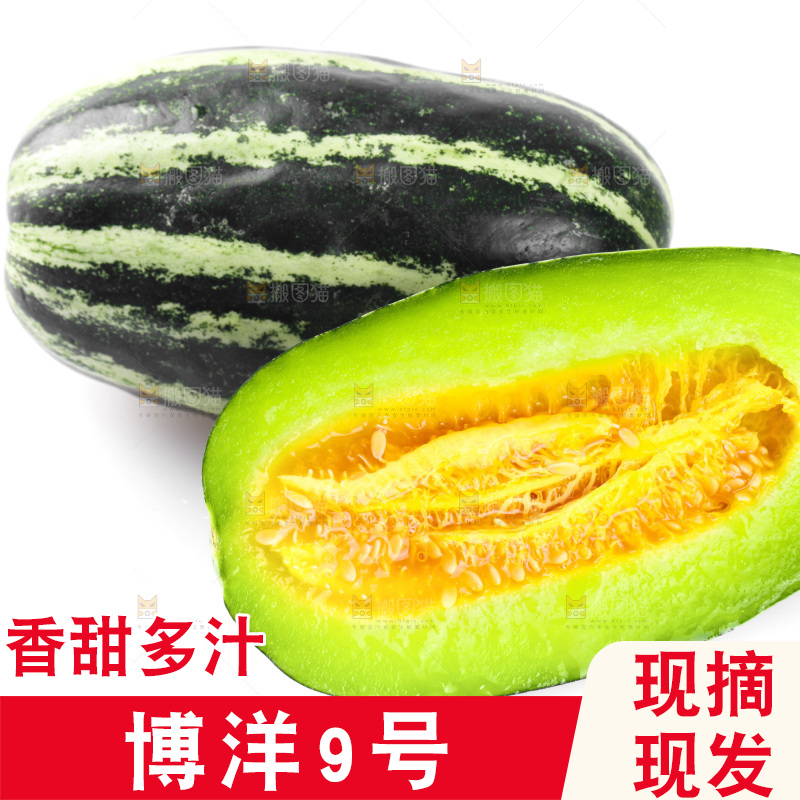 白底上摆放着博洋9号甜瓜