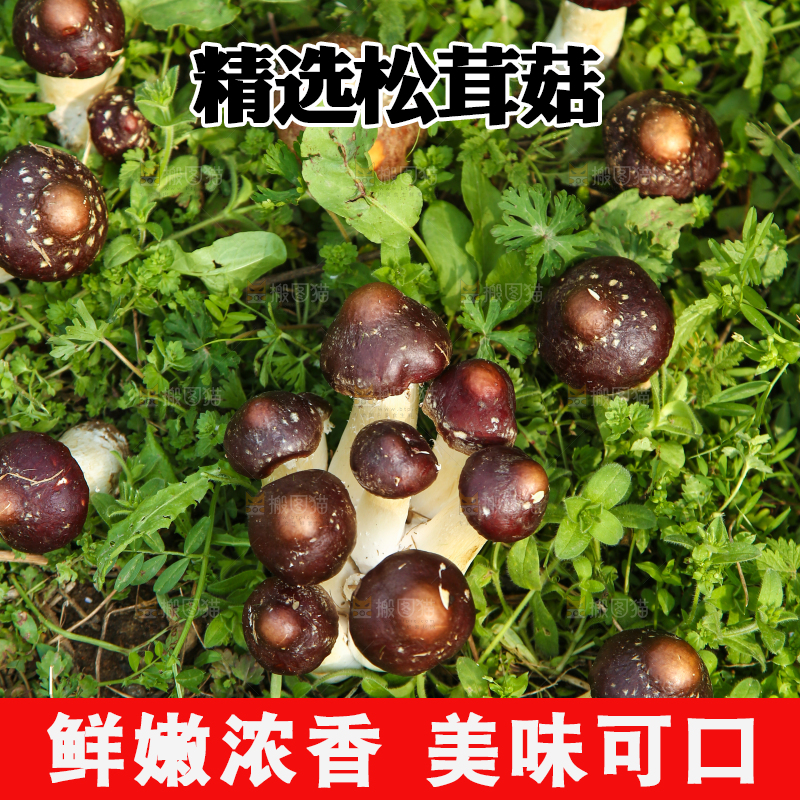 草地上的松茸菇