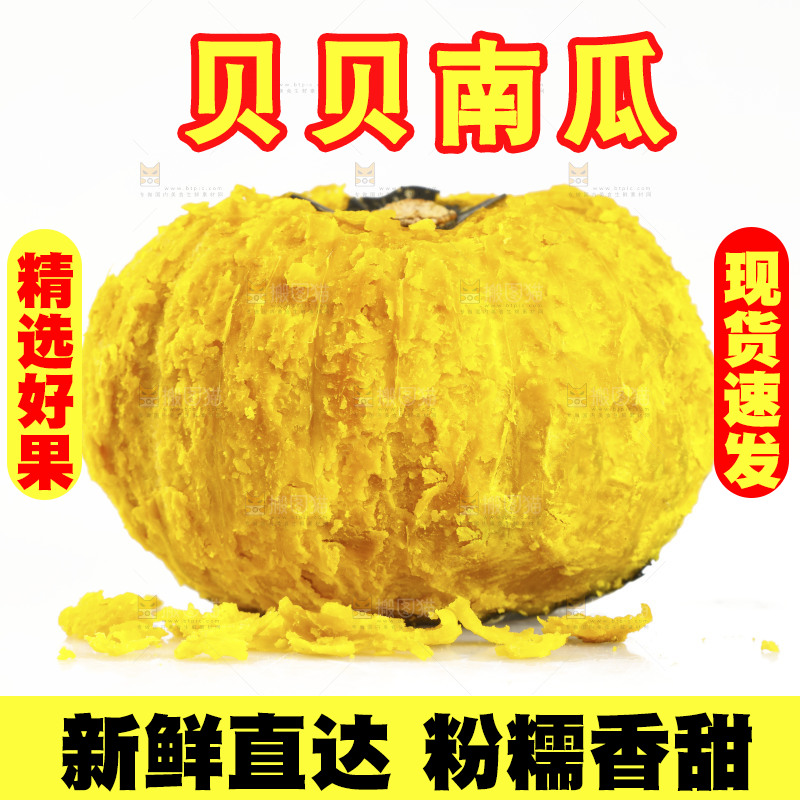 白底上的贝贝小南瓜