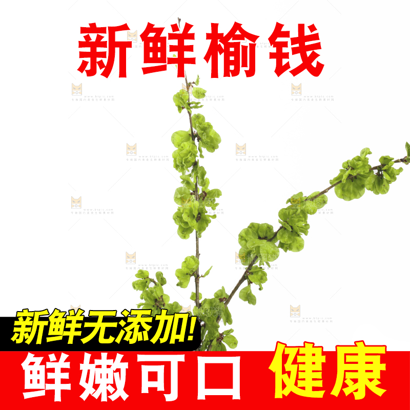 白底上的榆钱枝叶