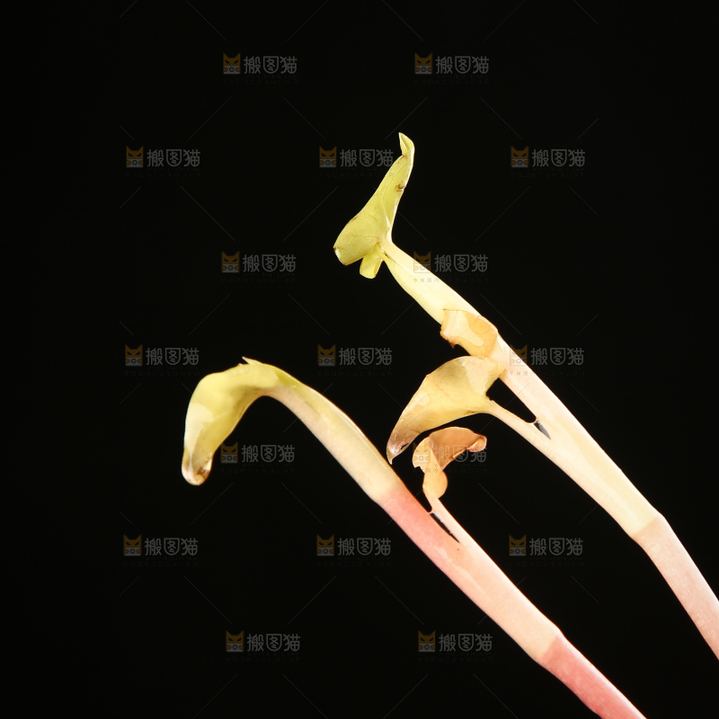 一篮折耳根嫩芽