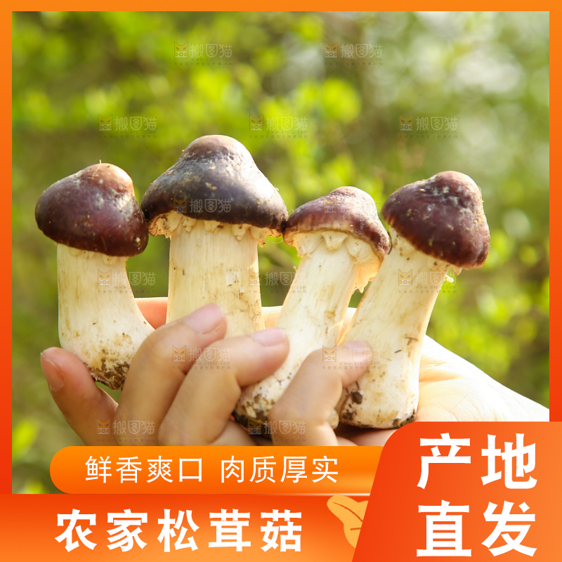 手里拿着赤松茸