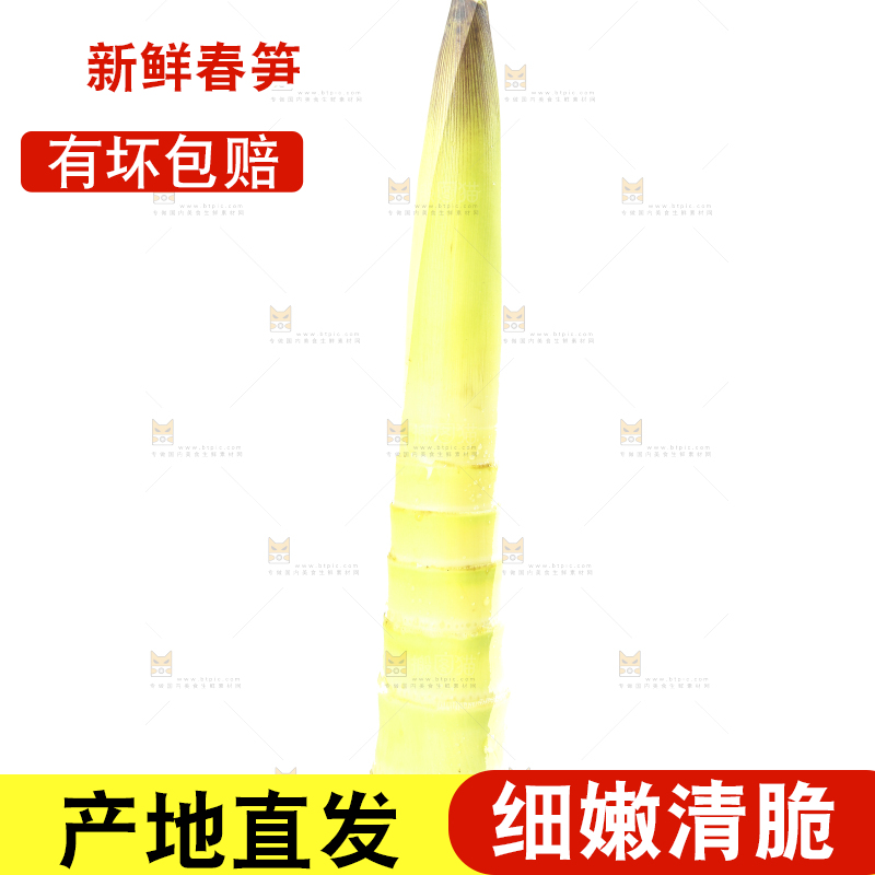 白底上摆放着春雷笋