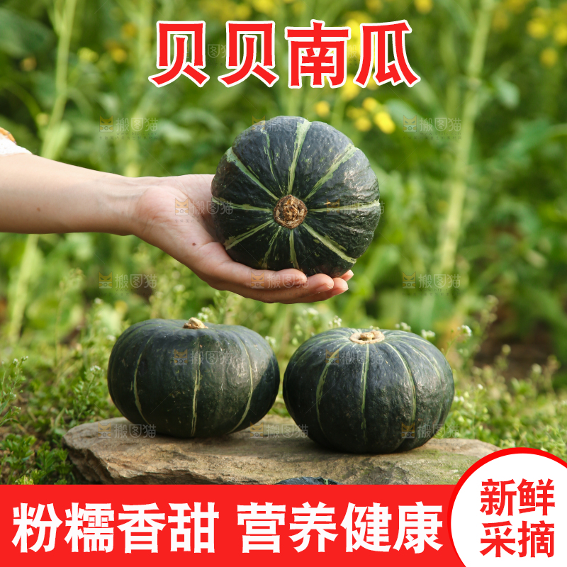 手里拿着贝贝小南瓜
