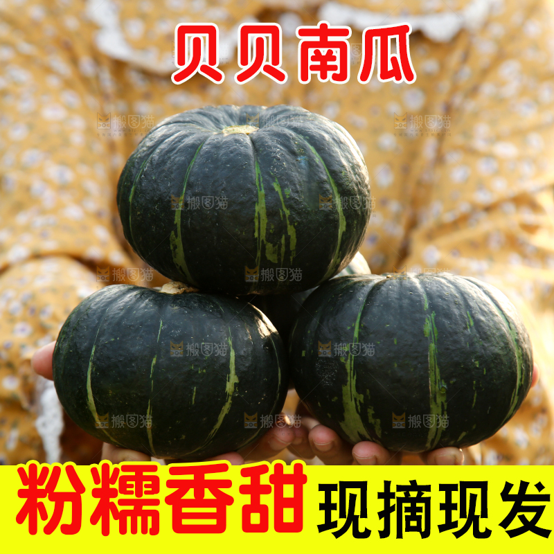 手里捧着板栗南瓜