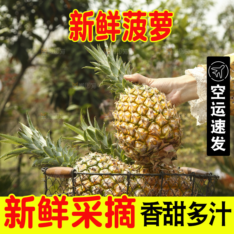 一篮徐闻菠萝