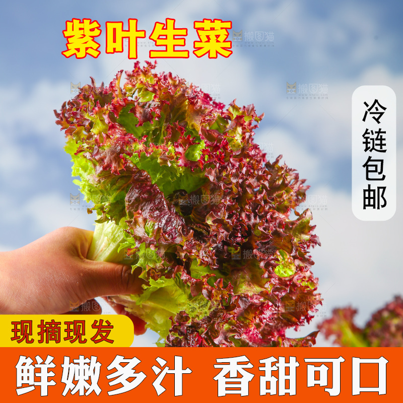 手里拿着紫生菜