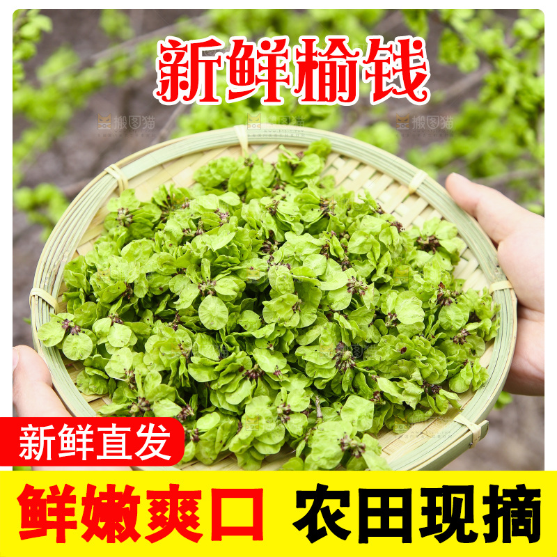 一篮新鲜采摘榆钱