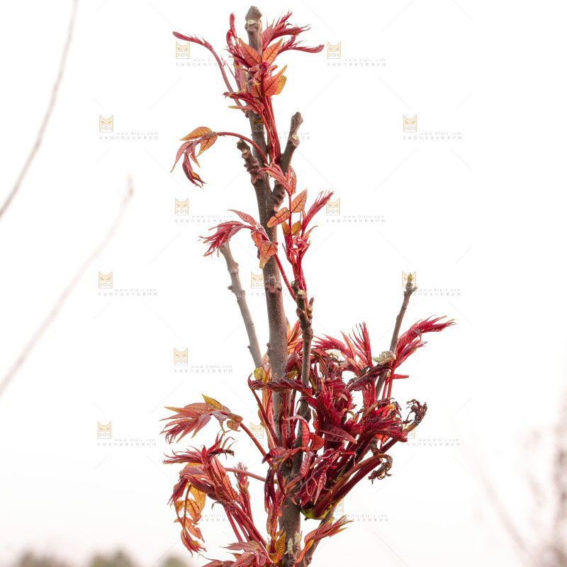 树叶上的头茬香椿芽