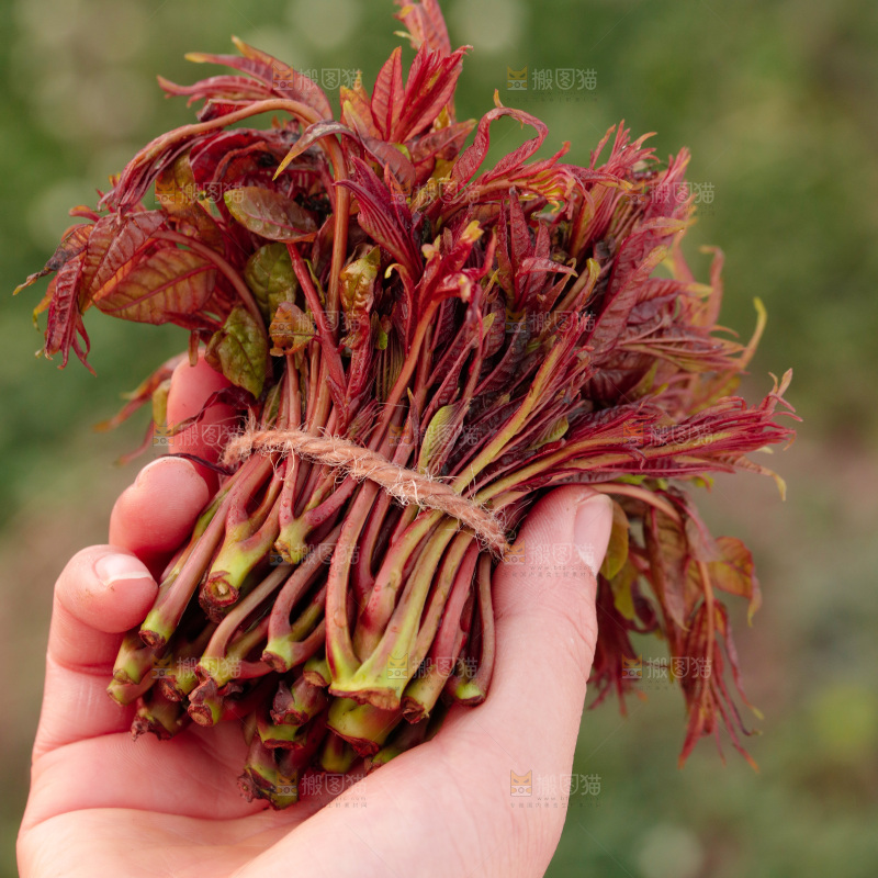 手里拿着红油香椿芽