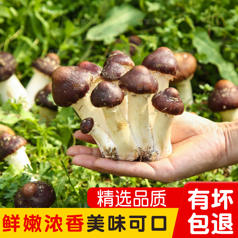 手里拿着赤松茸