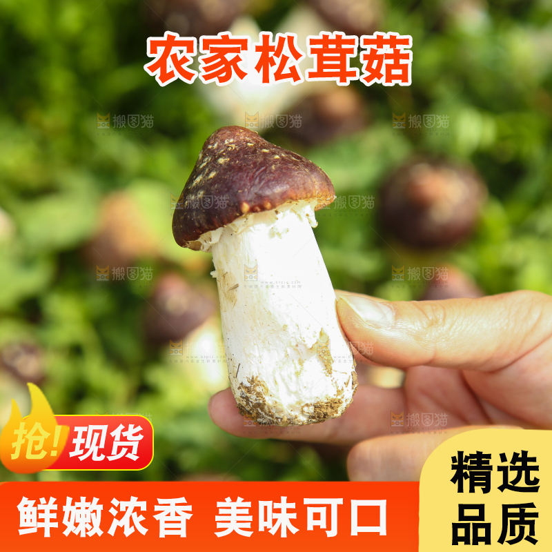 手里拿着赤松茸