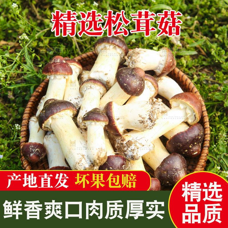 一篮云南赤松茸