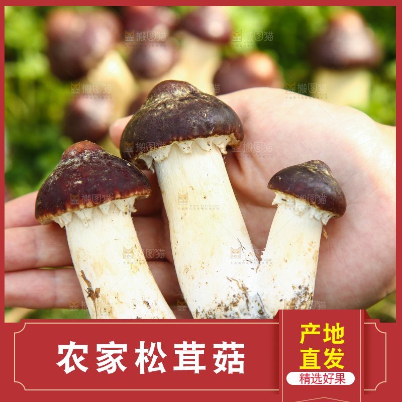 手里拿着赤松茸