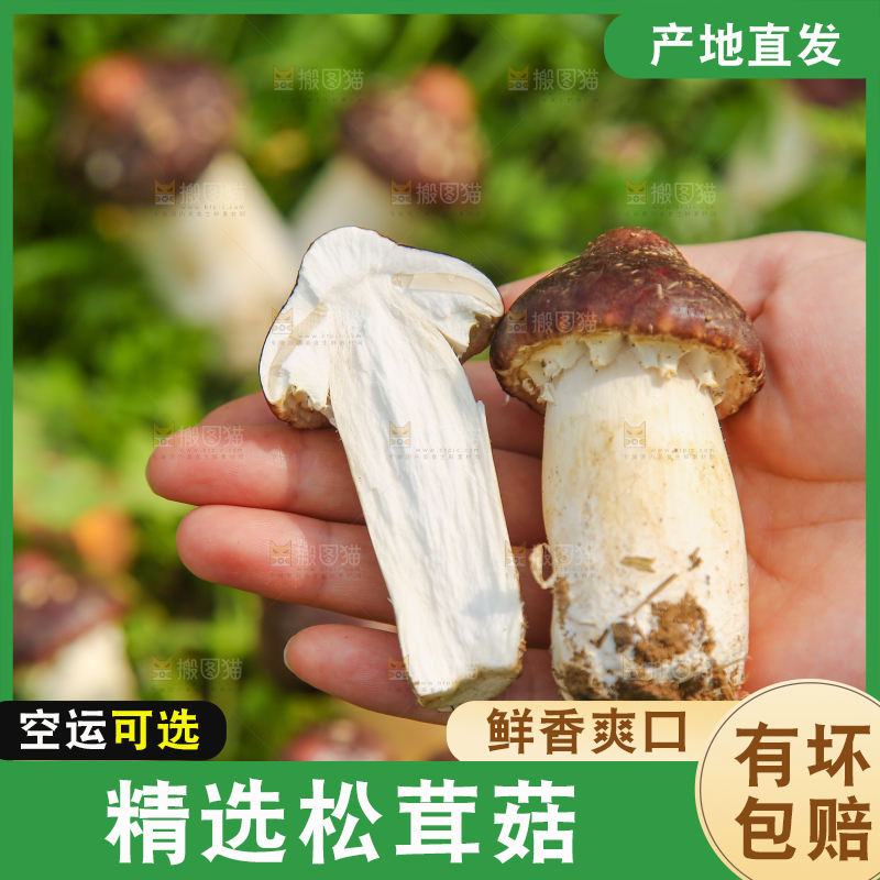 手里拿着赤松茸