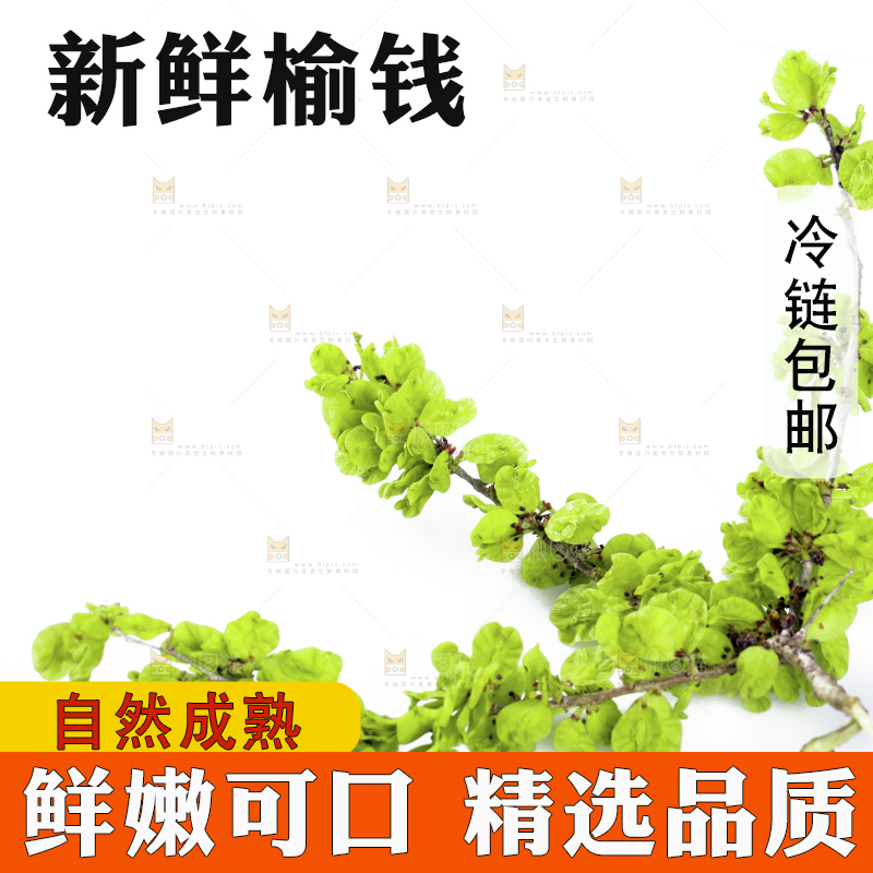 白底上的榆钱枝叶