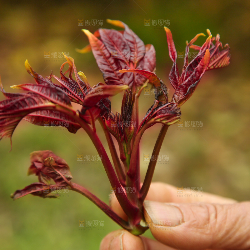 手里拿着香椿芽