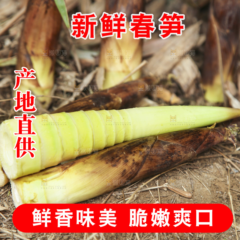 竹林里的春雷笋