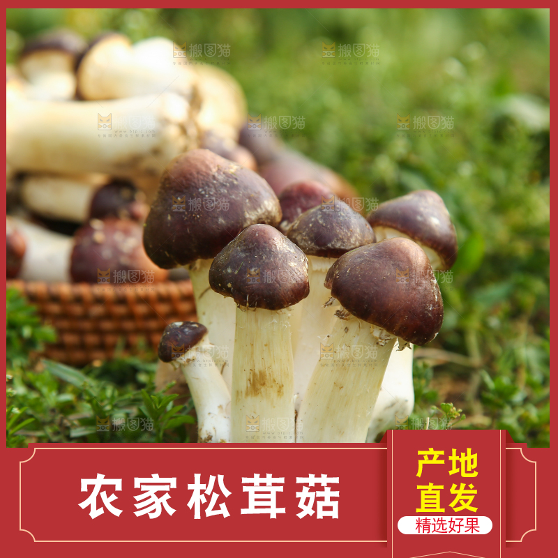 新鲜的松茸菇