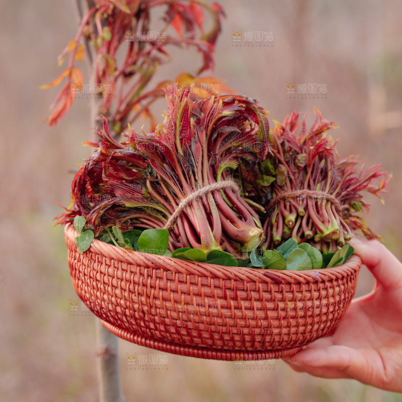 一篮红芽香椿