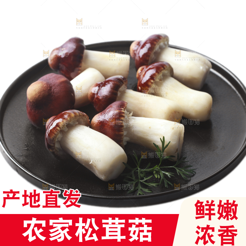一盘松茸菇摆放在白底上
