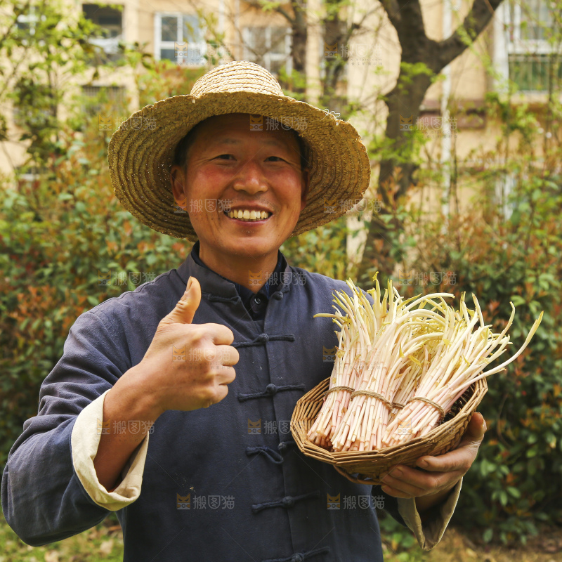 手里端着一篮新鲜鱼腥草嫩芽
