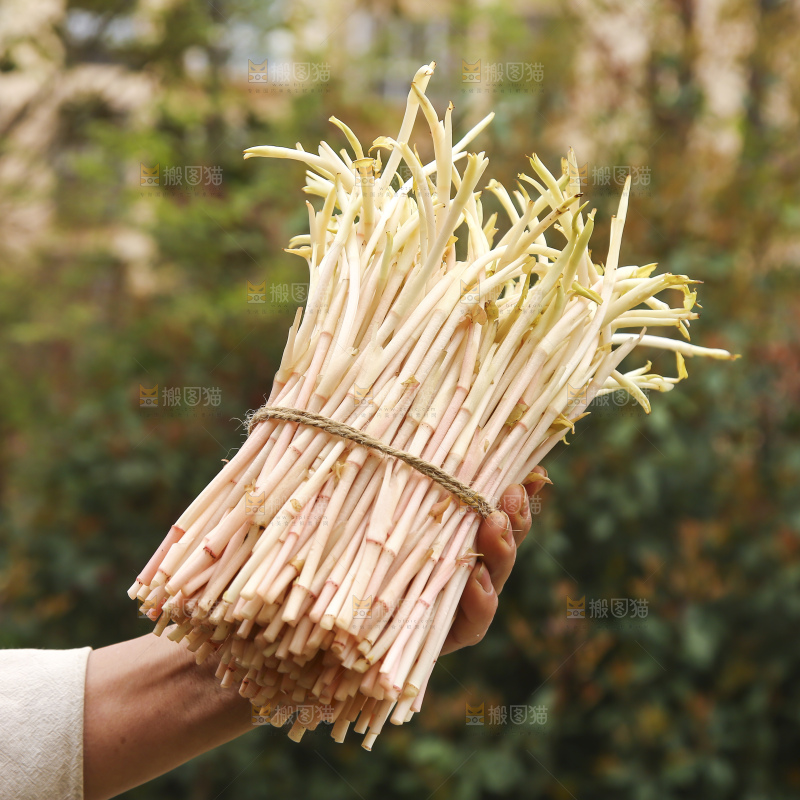 手里拿着鱼腥草嫩芽