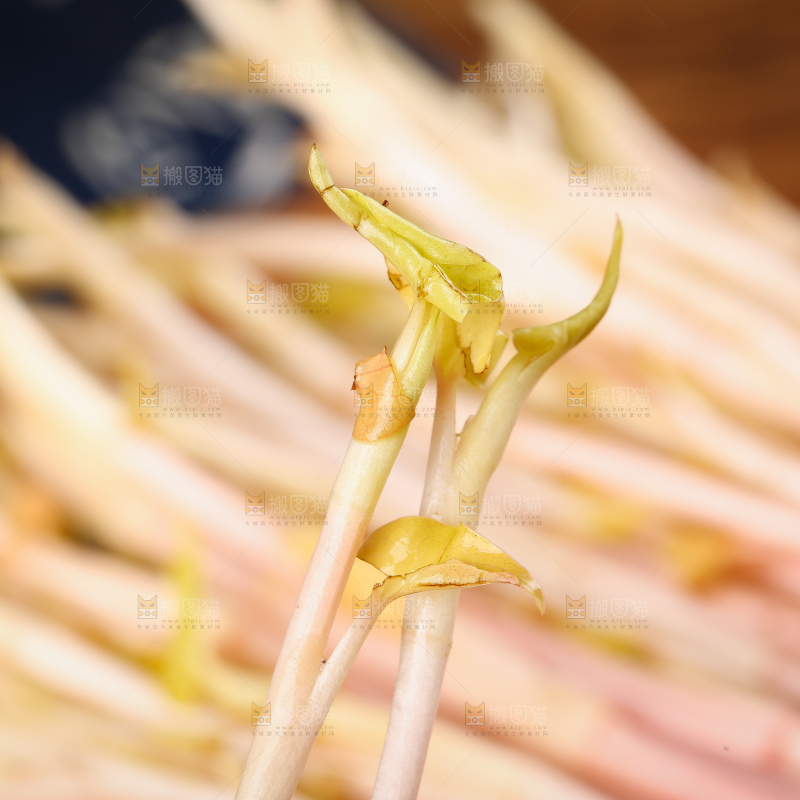 新鲜的鱼腥草嫩芽