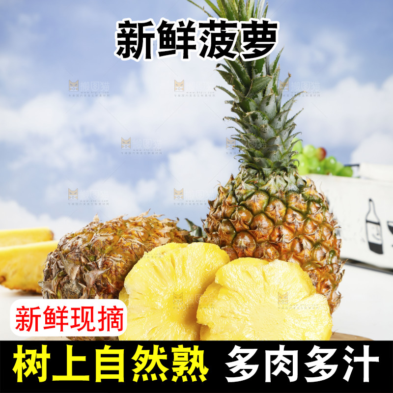 木底上的广东徐闻菠萝