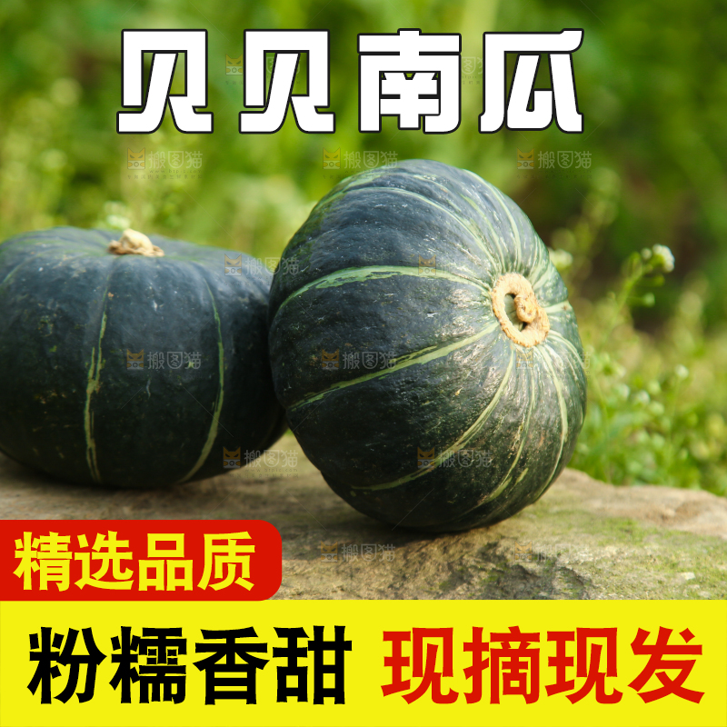 石头上放着小南瓜