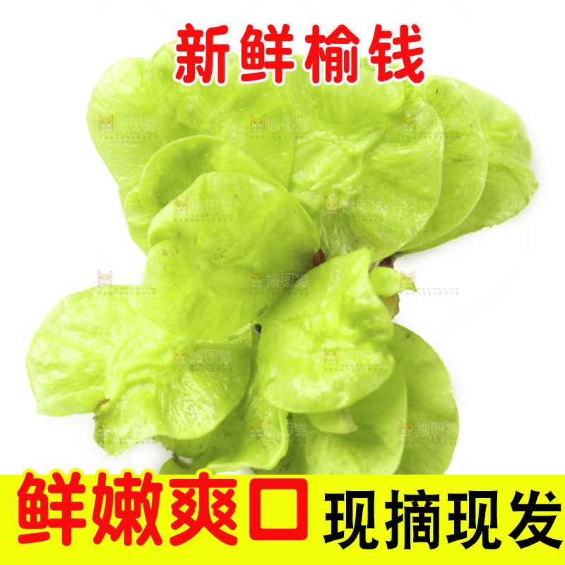 新鲜的野生榆钱