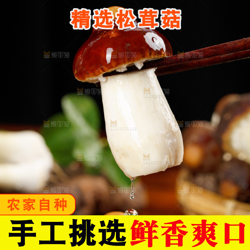 筷子上夹着松茸