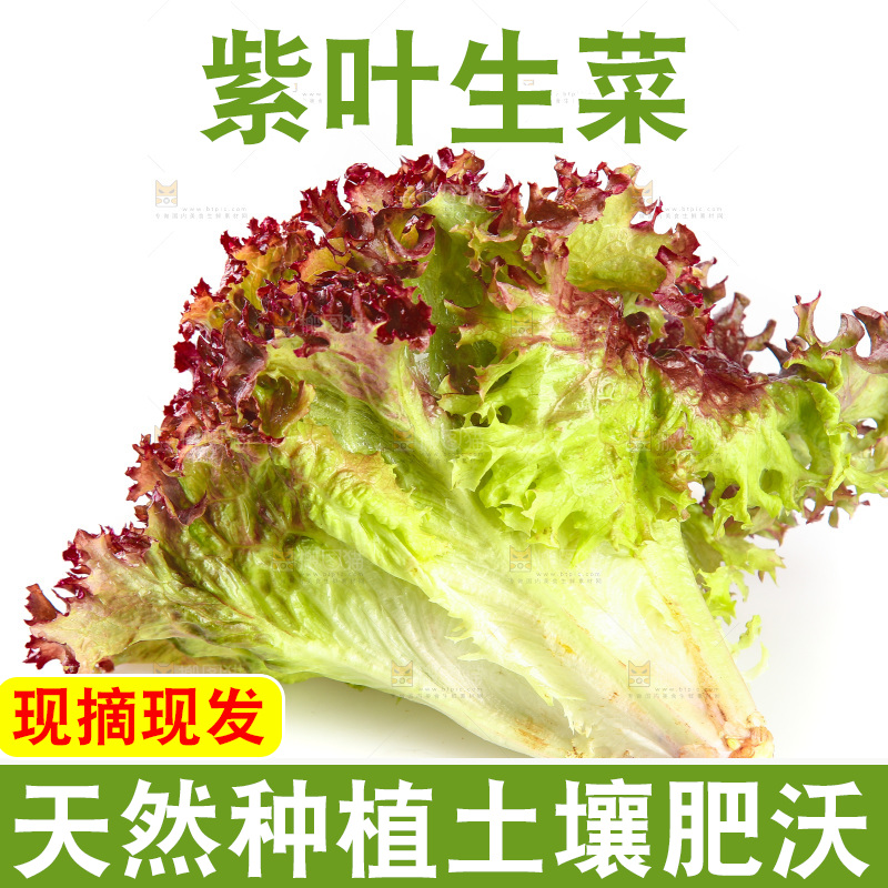 白底上的罗莎红生菜