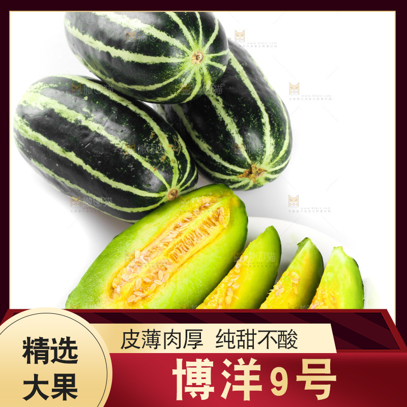 一堆博洋9号甜瓜