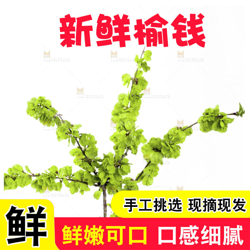 白底上的榆钱枝叶