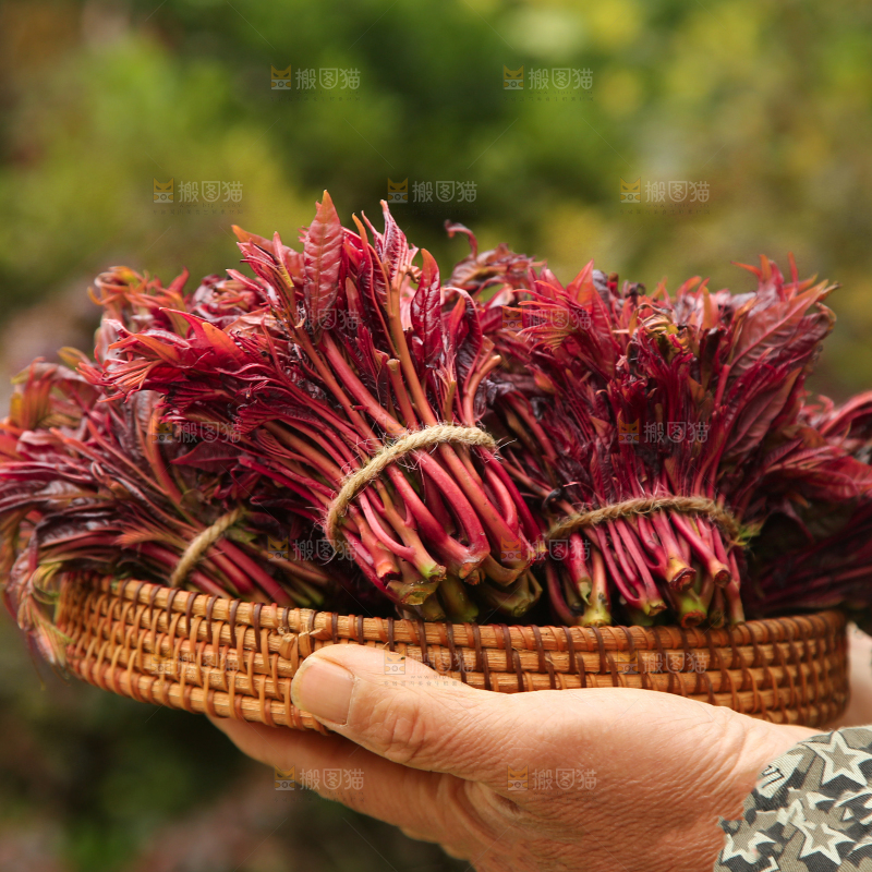 手里端着一篮红油香椿芽