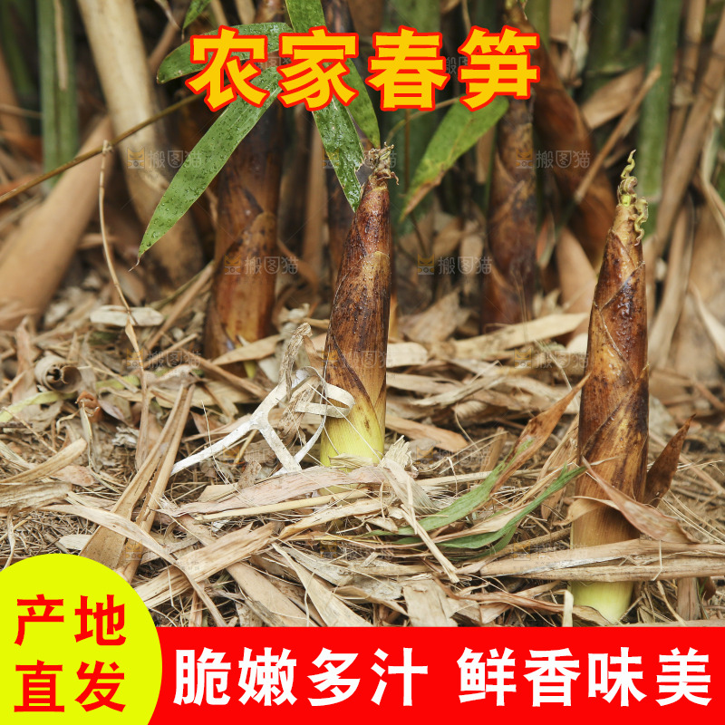竹林里的春雷笋