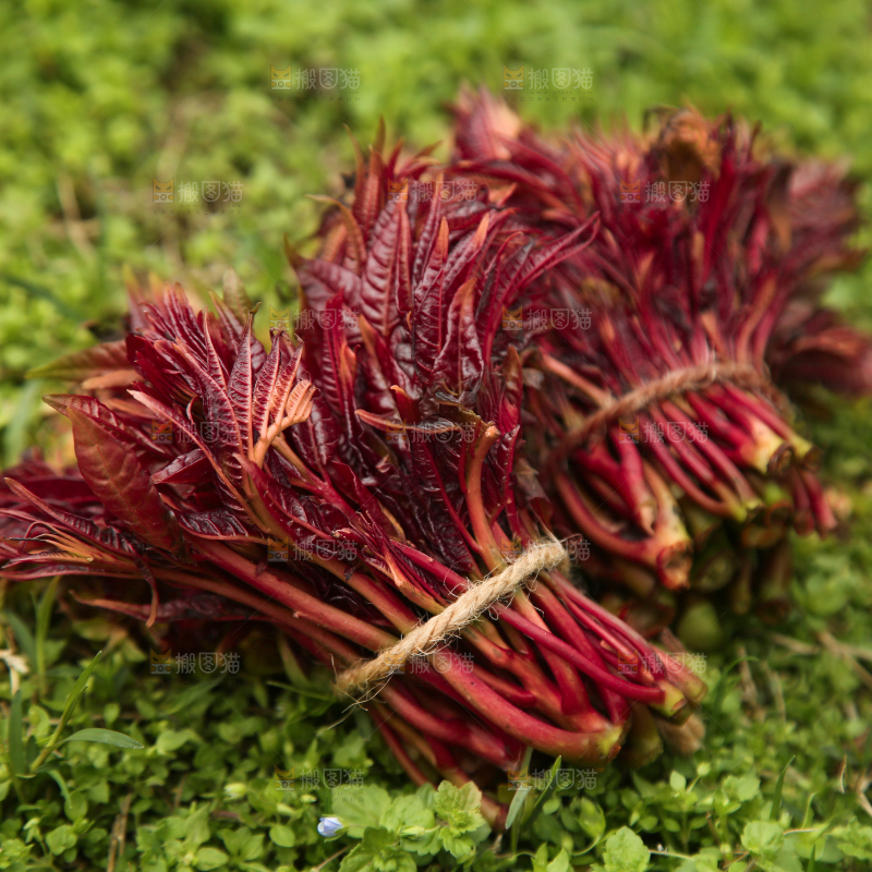 草地上的头茬香椿芽