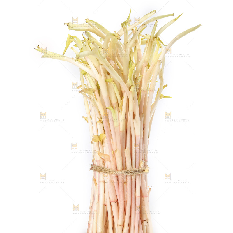 白底上的鱼腥草嫩芽