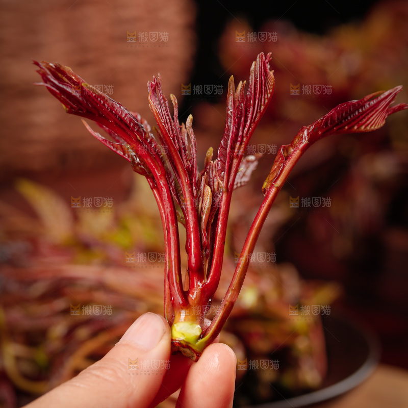手里拿着红芽香椿