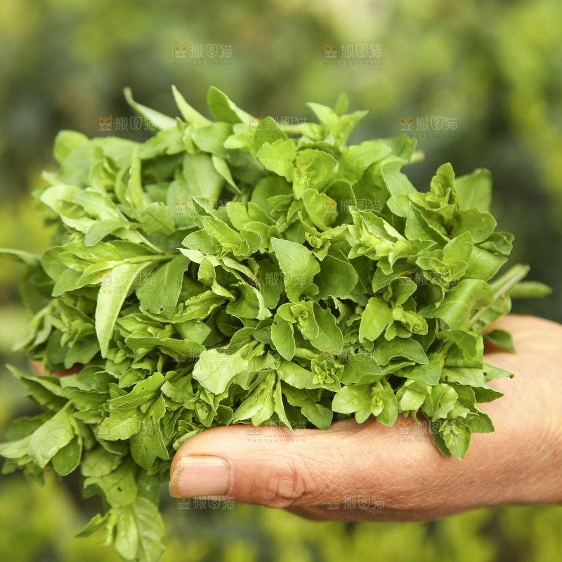 手里拿着枸杞嫩芽