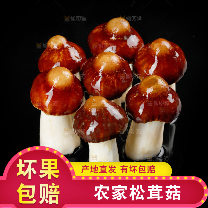 黑底上的新鲜松茸菇