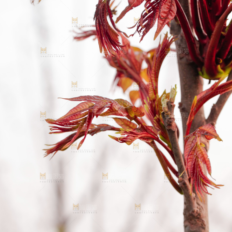 树叶上的头茬香椿芽