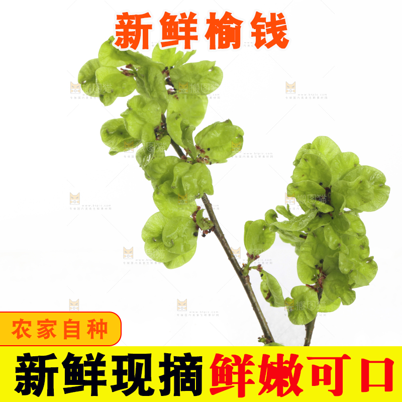 白底上的榆钱枝叶