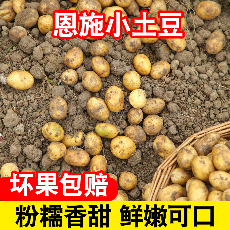 新鲜的小土豆