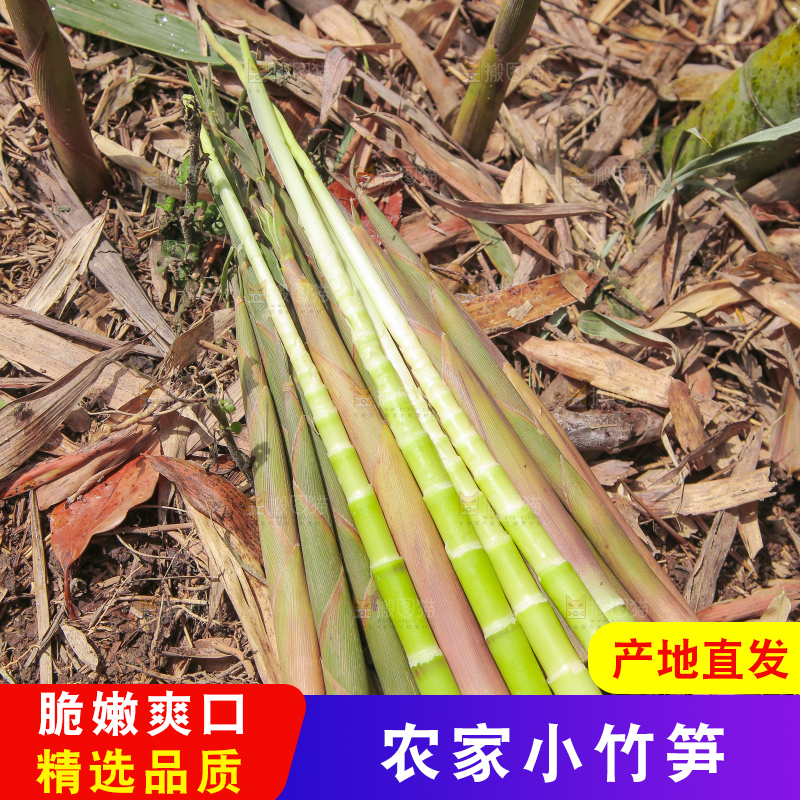 竹林里的新鲜小竹笋