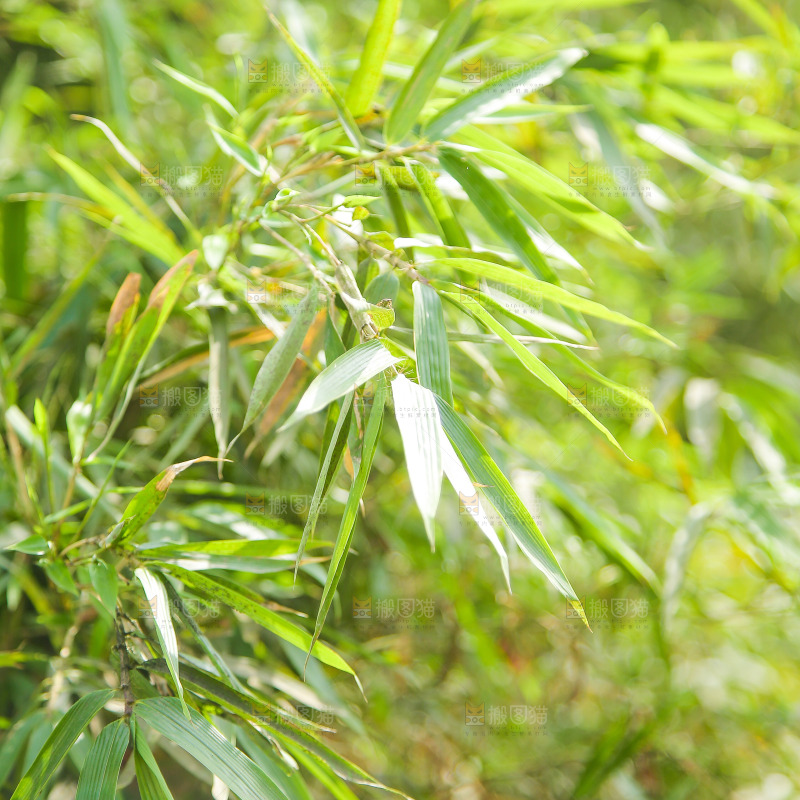 竹林里的竹树