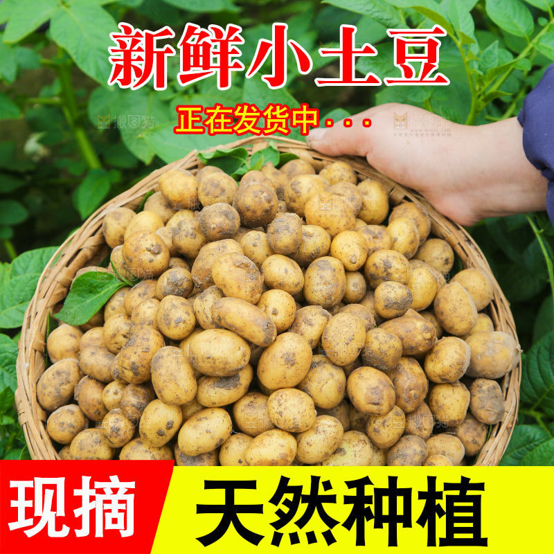手里端着一篮恩施小土豆