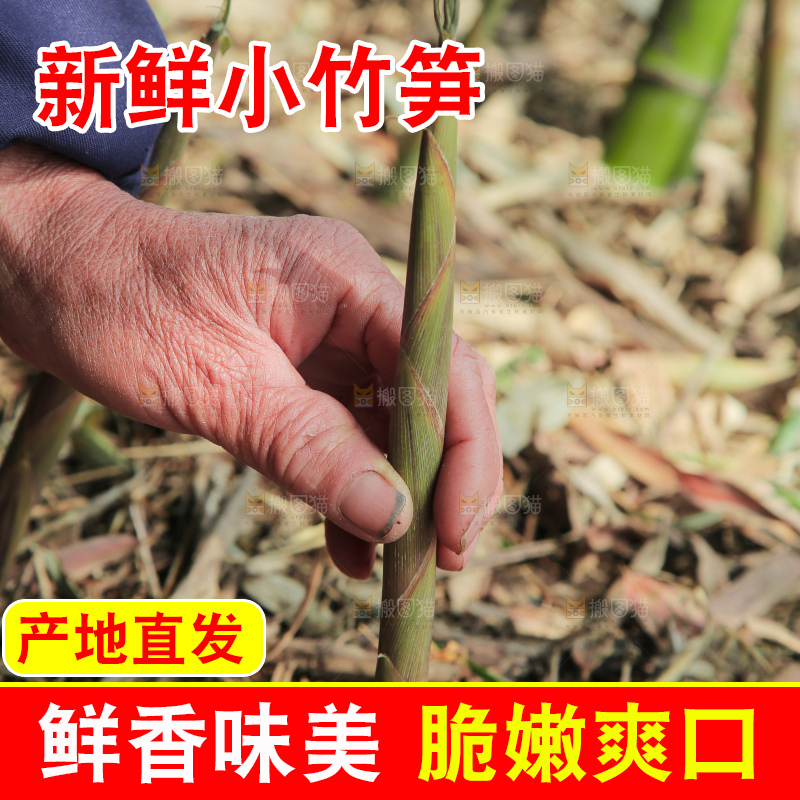 现挖的竹笋